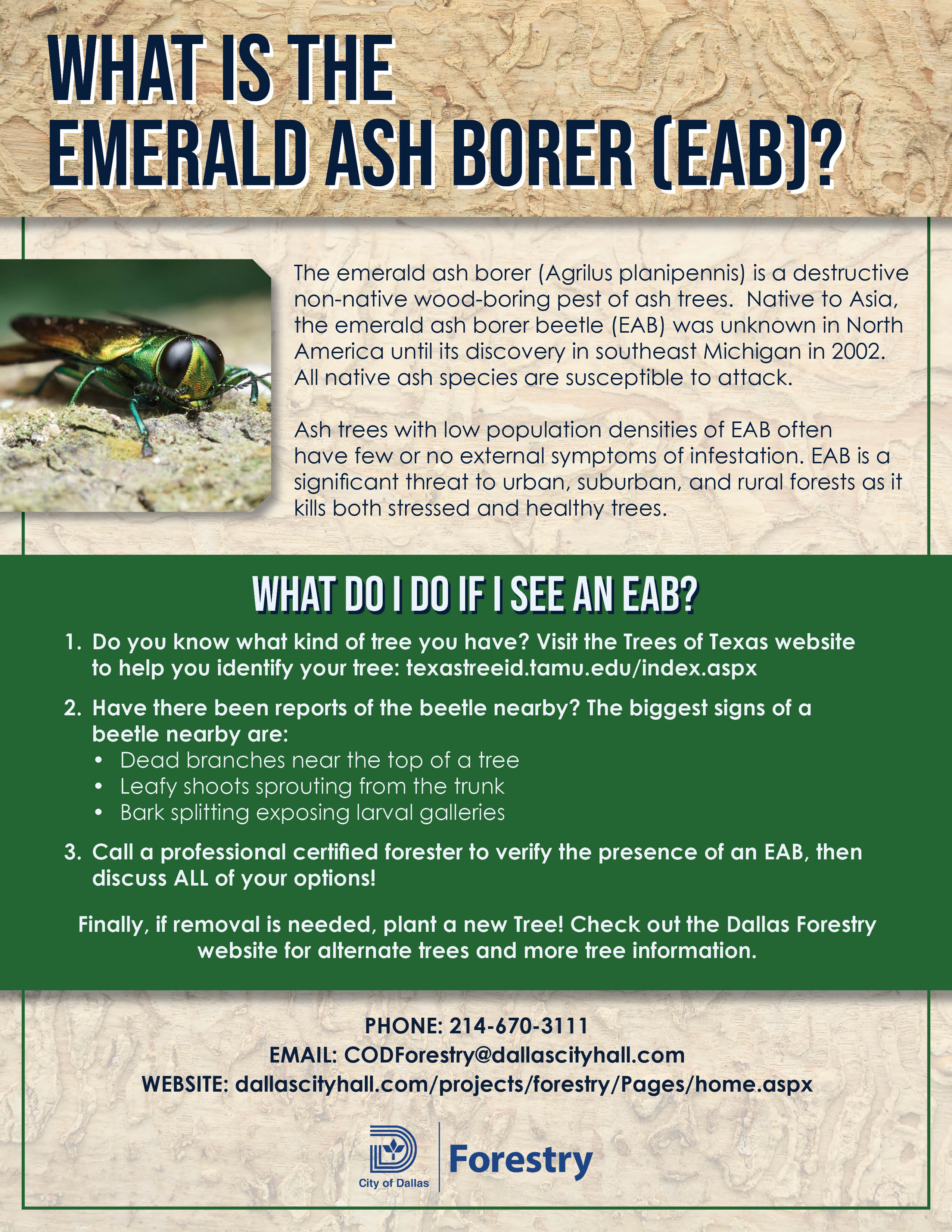 FINAL_Forestry_EAB_Flyer_English_V1.jpg