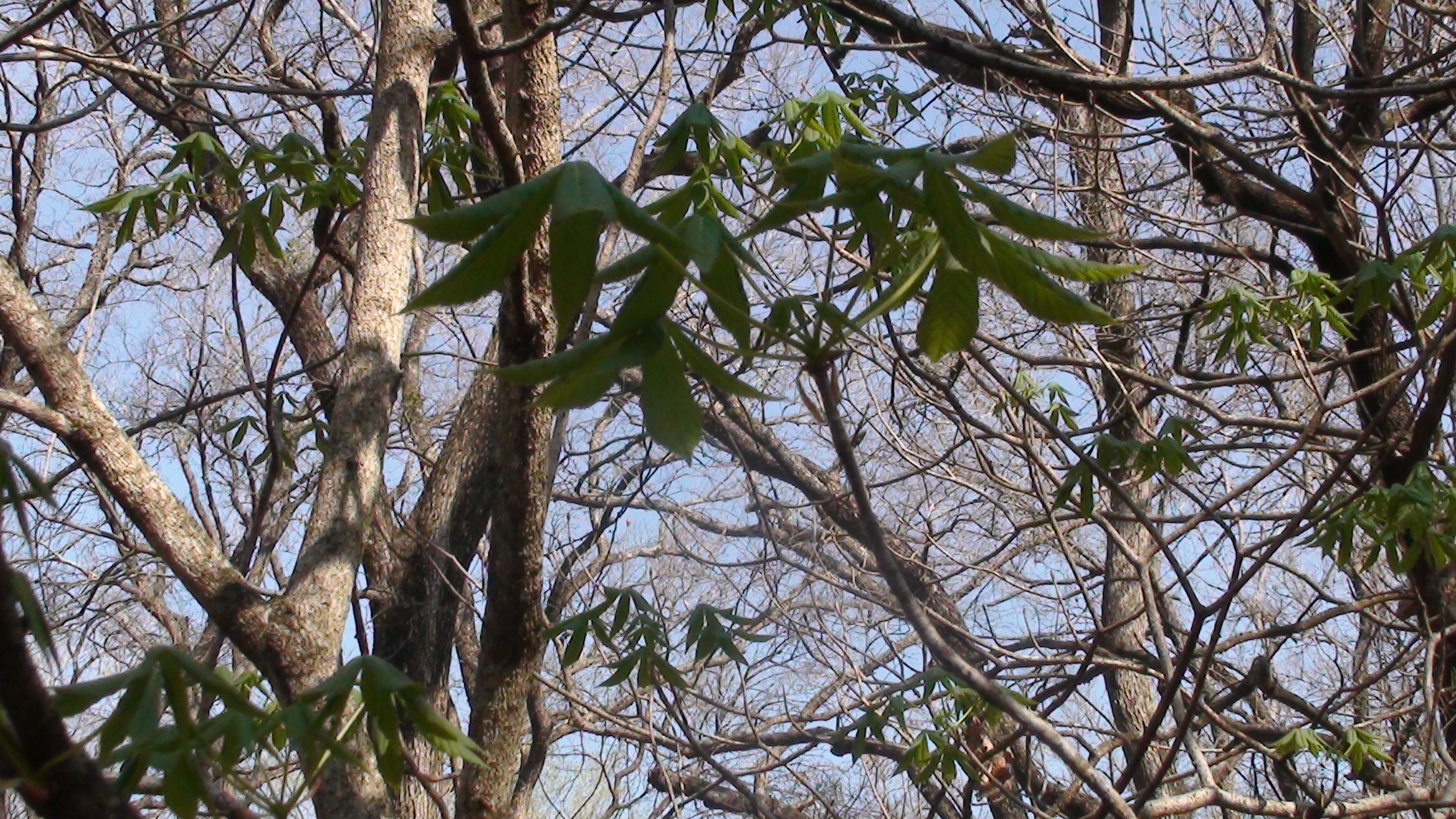 Distintive Leaves of the Buckeye Tree.JPG