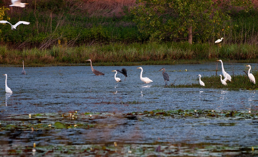 140726 Waterbirds Kothy K cropped.jpg