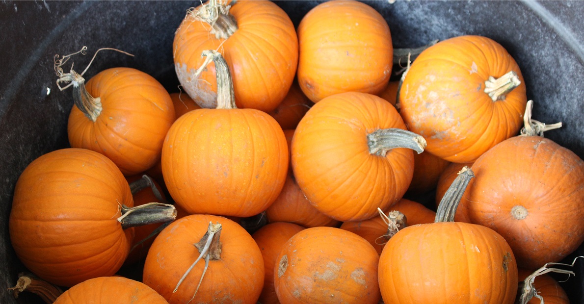 181010 Pumpkins.jpg